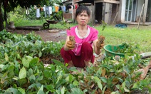 Huyện cấp giống cà phê khiến nông dân... mếu máo