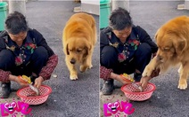 Chú chó có lòng từ bi khi thấy cụ bà làm thịt cá