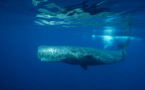 Lập khu bảo tồn cá nhà táng đầu tiên trên thế giới