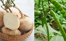 Củ đậu ăn giải nhiệt, nhưng quả lại chứa chất kịch độc cần cẩn trọng