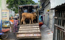 Nuôi bò như 'thú cưng' ngay trung tâm quận ở TP.HCM