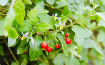 Top 5 dược liệu quý giúp giải độc, bảo vệ gan tốt nhất