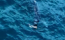 Chim cánh cụt IQ vô cực thoát chết khó tin trước hải cẩu báo