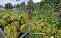 Trung Quốc 'bùng nổ' nhập khẩu sầu riêng... nhưng 'chưa thấm vào đâu'