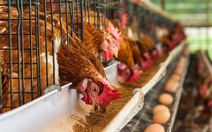 Chuyên gia cảnh báo: 'H5N1 có thể lây từ chim trời, không nhất thiết là gà, vịt'