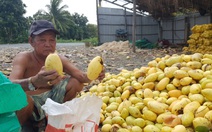 Ký xoài keo thua ly trà đá mà còn hổng có người mua