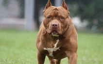 Thêm người chết oan vì chó pitbull, bao giờ mới cấm nuôi?