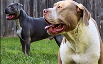 Những vụ chó pitbull phản chủ, cắn chết người