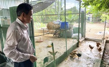 Bị 'tuýt còi' khi... dựng chuồng gà