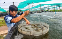 Giải bài toán nước sạch cho nuôi tôm