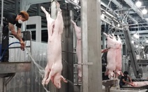 TP.HCM sẽ có sàn giao dịch thịt heo, chốt hợp đồng giao ngay và giao theo kỳ hạn