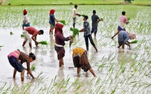 An ninh lương thực toàn cầu: Không lo thiếu cung, chỉ lo thiếu tiền