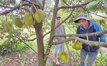 Tại sao sầu riêng Việt Nam thua Thái Lan?