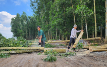 Nhà thầu cao tốc Biên Hòa - Vũng Tàu huy động đủ thiết bị, nhân lực nhưng vướng rừng cao su