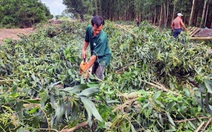 Cao tốc Biên Hòa - Vũng Tàu: Nhà thầu nói vướng cây cao su, ban bồi thường lên tiếng