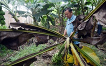 Nông dân kêu cứu vì vườn chuối suy kiệt, nghi do phân bón giả