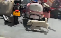 Cười sảng với pha thắng 'cháy lốp' của hai chú chó