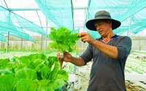 Chàng trai Phú Quốc trồng thủy canh rau càng cua, rau sam và rau cải, thu lợi lớn
