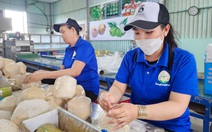 Chuyến xe đầu tiên vận chuyển dừa tươi từ Tiền Giang sang Trung Quốc