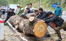 Cây thông cổ thụ đổ chắn ngang đèo Prenn Đà Lạt