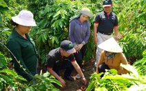 Vào vườn cùng nông dân thực hành canh tác cà phê theo hướng tái sinh