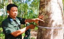 Chiêm ngưỡng cây dó bầu lâu năm ở Vườn quốc gia Phú Quốc