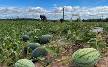 Vì sao dưa hấu trên Gia Lai rớt giá còn 1.000 - 2.000 đồng/kg?