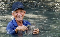 Dỡ chà bắt cá nâu, cách làm du lịch độc đáo của nông dân Cà Mau
