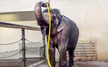 Voi tự tắm bằng ống nước, khoa học bối rối