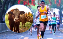 Giải bán marathon Trung Quốc trao bò, gà cho người thắng cuộc