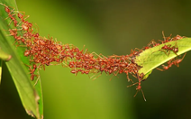 Loài côn trùng nào thông minh nhất?