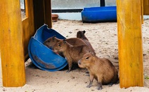 Thảo cầm viên Sài Gòn ra mắt gia đình ‘bộ ngoại giao’ capybara