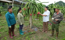 Mai Sơn vào vụ thu hoạch thanh long