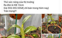 Lan đột biến sốt giá trở lại?