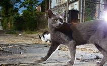 Con vật nào làm gián điệp giỏi hơn, mèo hay bồ câu?