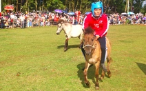 Đua ngựa truyền thống Gò Thì Thùng: Người cưỡi to hơn ngựa, kỵ sĩ suýt rớt nài