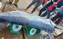 Cá cờ nặng 200kg mắc lưới, ngư dân Quảng Trị bán được 16 triệu đồng