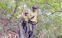 Băng rừng, cứu thú ở Sơn Trà