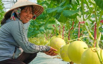 Bạn có biết món dưa lưới hỗ trợ sức khỏe tiêu hóa và hệ miễn dịch?