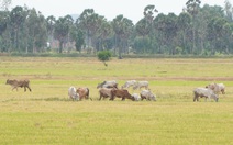 An Giang phát cảnh báo mưa dông và sấm sét sau đợt nắng nóng kéo dài