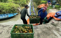 Cam sành rớt giá còn 5.000 đồng/kg, nhiều nhà vườn lao đao