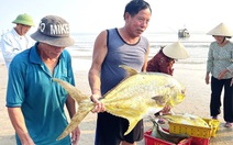 Ngư dân trúng mẻ cá chim vàng, thu về hơn 300 triệu sau một đêm ra khơi