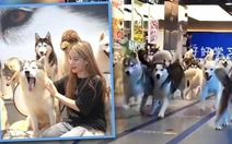 100 con chó Husky 'vượt ngục' gây náo loạn trung tâm mua sắm