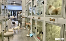 Vụ nuôi 19 con chó ở chung cư: Đừng vì yêu động vật mà làm ảnh hưởng người xung quanh