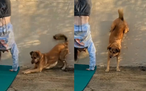 Chú chó thi trồng chuối với cô chủ