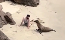 Hải cẩu ngơ ngác khi chàng trai trêu ghẹo mình