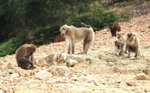 Thăm 'đảo khỉ' giữa khu vườn đa dạng sinh học bậc nhất Việt Nam