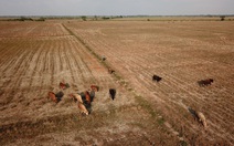 Lạy trời mưa xuống