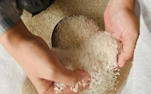 Giá lương thực thế giới đã ổn định