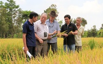 Giáo sư Võ Tòng Xuân đưa lúa thần nông giúp Tứ giác Long Xuyên ‘thay da đổi thịt’